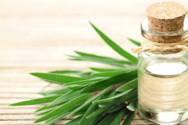 Tea Tree Oil Bulk Suppliers – Trusted Wholesale Guide Tea Tree Oil Bulk Suppliers