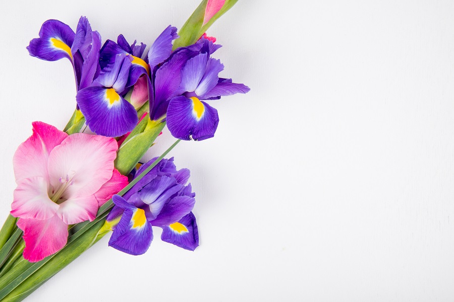 Gladiolus