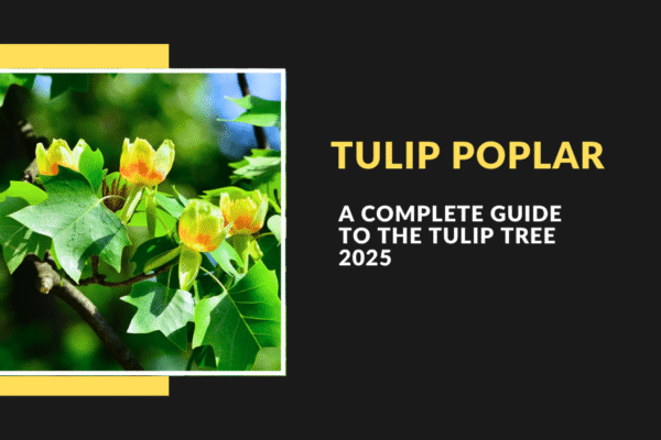 Tulip Poplar – A Complete Guide to the Tulip Tree 2025 Tulip Poplar