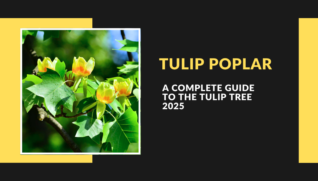 Tulip Poplar