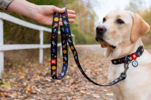 Summer Accessories for Dogs