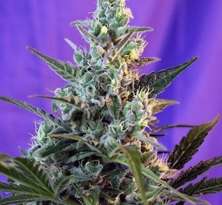 buy cannabis seeds