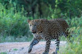 leopard safari park