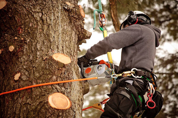 tree surgeon Paisley