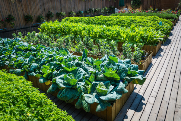 container vegetable garden