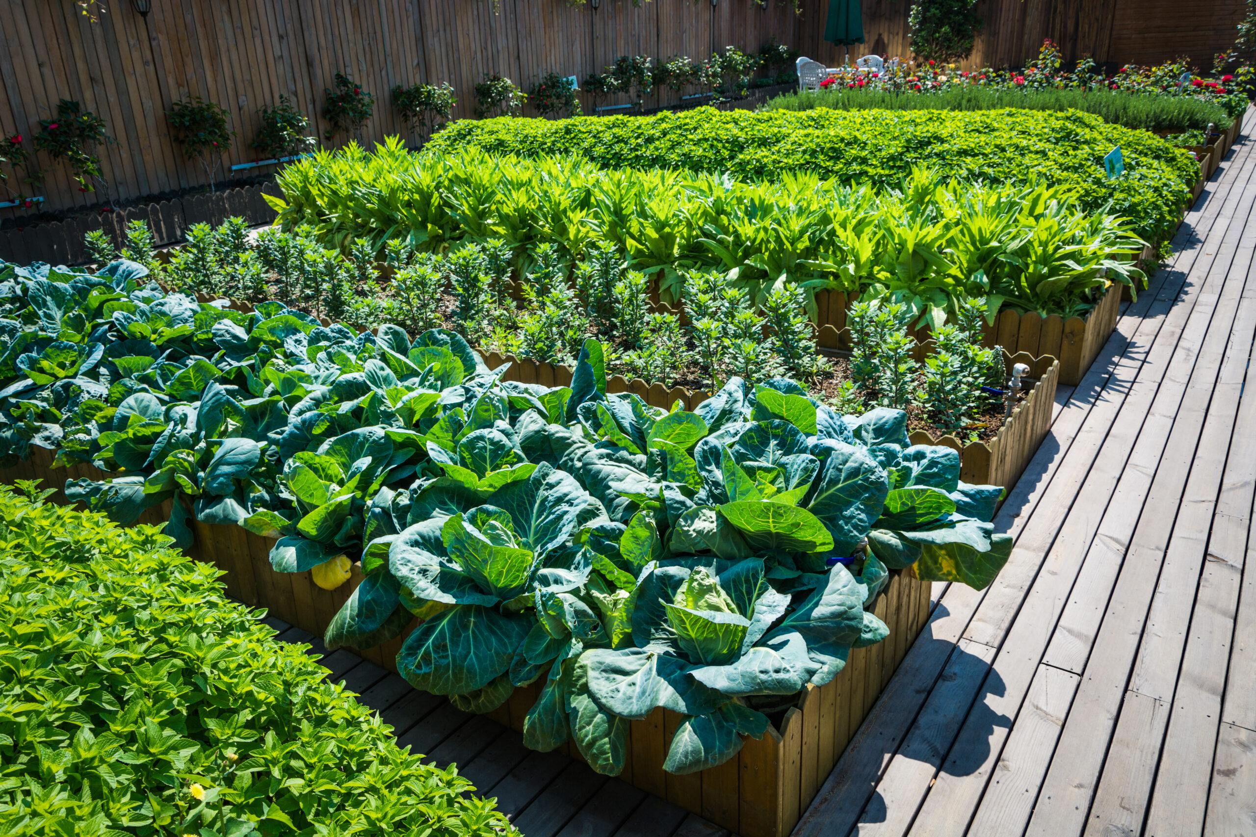 container vegetable garden