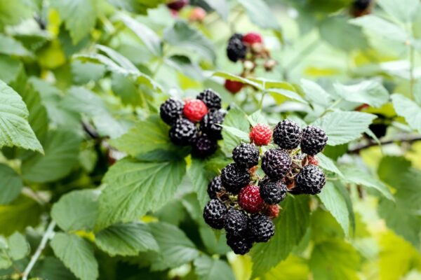 Find Perfect Blackberry Plants for Sale Near You