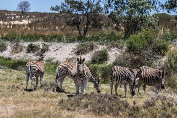 Complete Guide to Masai Mara National Park Tour Packages masai mara national park packages
